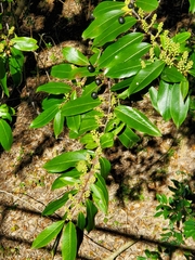 Prunus caroliniana