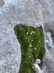 Draba verna