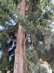 Cupressus sempervirens