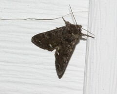 Melanchra pulverulenta