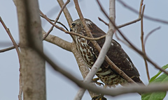 Accipiter brevipes