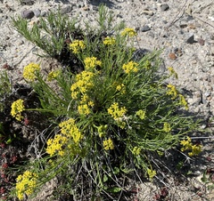 Lomatium nuttallii