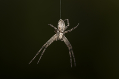 Philodromus aureolus