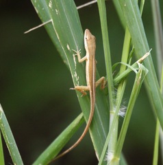 Anolis pulchellus