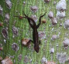 Anolis cristatellus