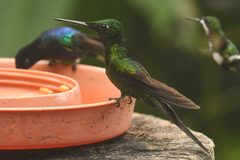 Heliodoxa imperatrix