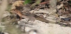 Pholidoscelis exsul