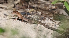 Pholidoscelis exsul