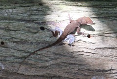 Anolis cristatellus