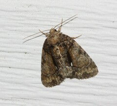 Chytonix palliatricula