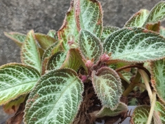 Episcia
