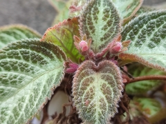 Episcia