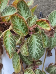 Episcia