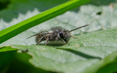 Colletes cyanescens