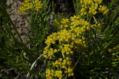 Lomatium nuttallii