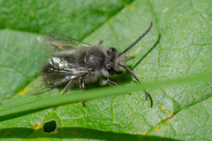 Colletes cyanescens