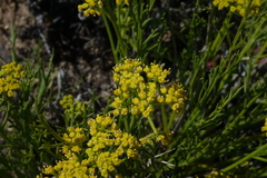 Lomatium nuttallii