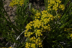 Lomatium nuttallii
