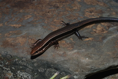 Plestiodon anthracinus