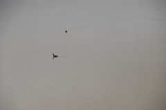 Fulica rufifrons