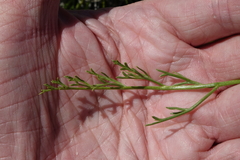 Lomatium nuttallii