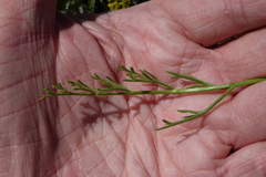 Lomatium nuttallii