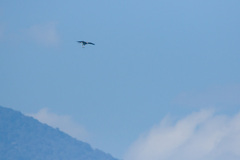 Rostrhamus sociabilis