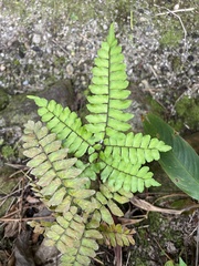 Adiantum latifolium