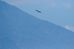 Rostrhamus sociabilis