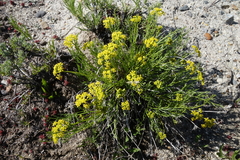 Lomatium nuttallii