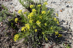 Lomatium nuttallii