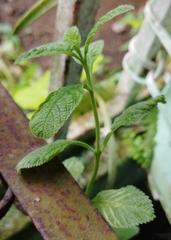 Pleopeltis polypodioides