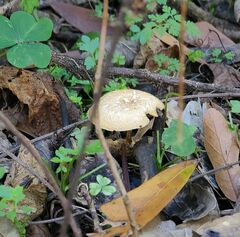 Lentinus