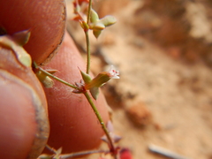 Centrostegia thurberi