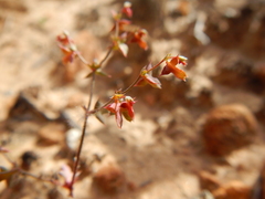 Centrostegia thurberi