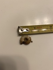 Glyptostoma gabrielense