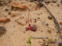 Centrostegia thurberi