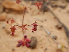 Centrostegia thurberi