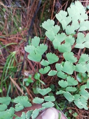 Adiantum andicola