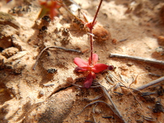 Centrostegia thurberi