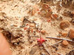 Centrostegia thurberi