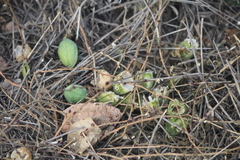 Passiflora bryonioides