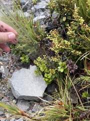 Gaultheria crassa