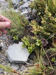Gaultheria crassa