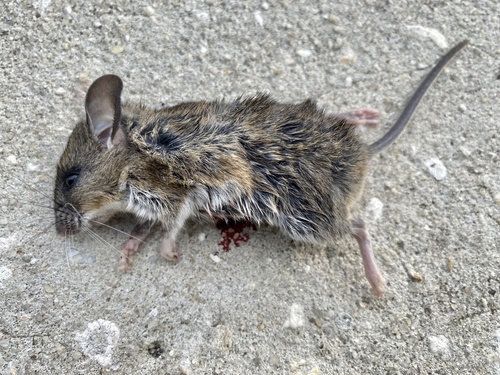 Cotton Mouse