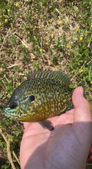 Lepomis gibbosus × macrochirus