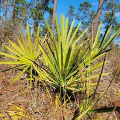 Serenoa repens