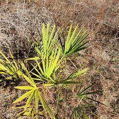 Serenoa repens