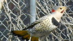 Colaptes auratus auratus