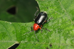 Coelomera lanio